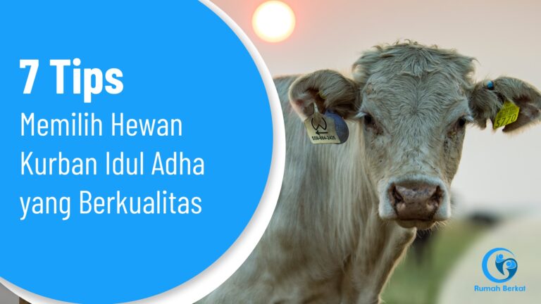 7 Tips Memilih Hewan Kurban Idul Adha yang Berkualitas