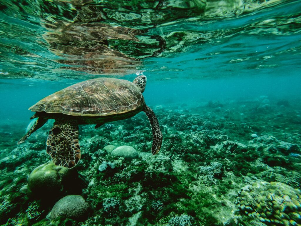 seekor kura-kura berenang di lautan yang dipenuhi terumbu karang