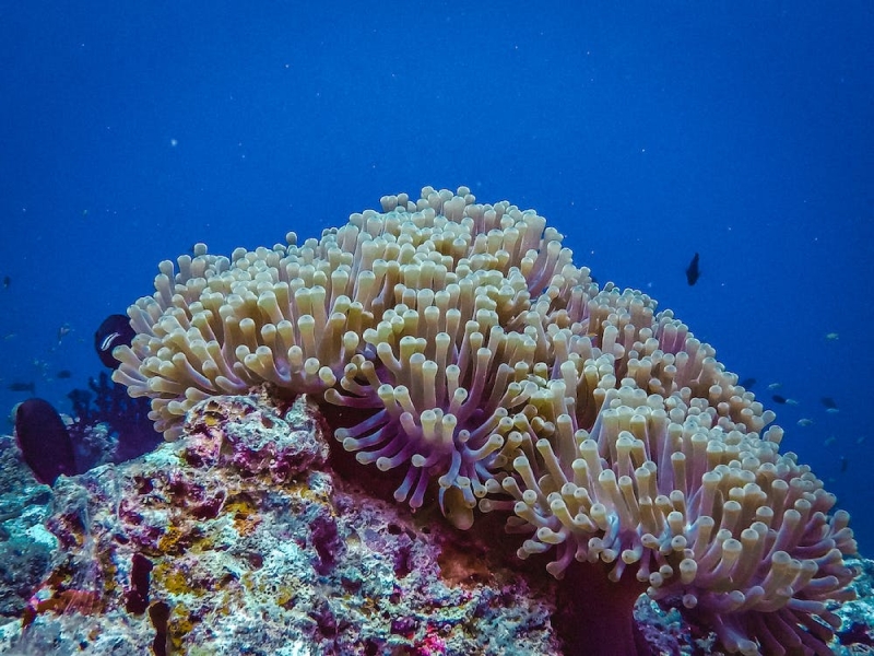 Gambar anemon laut