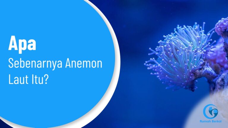 Apa Sebenarnya Anemon Laut Itu