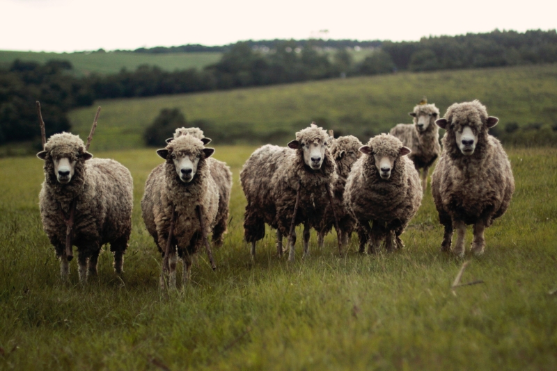 Sekumpulan domba berada di padang rumput