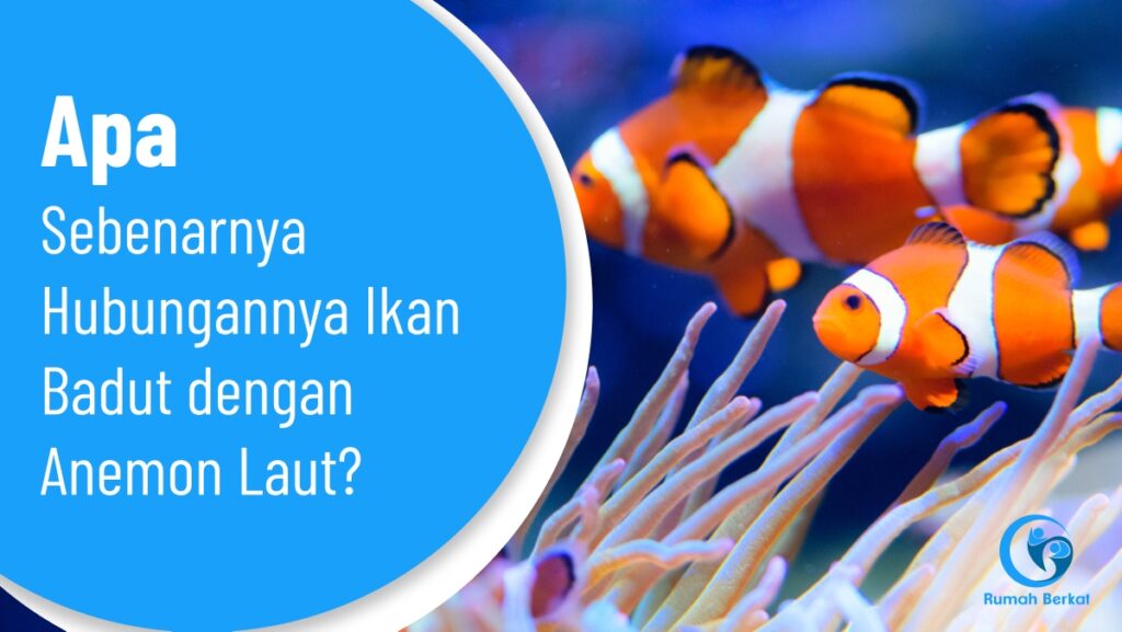 Apa Sebenarnya Hubungannya Ikan Badut dengan Anemon Laut?