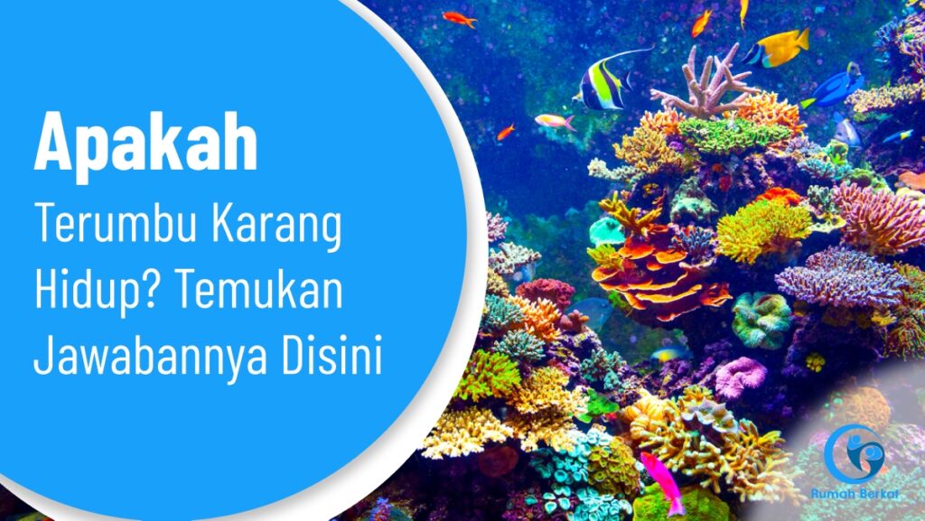 Apakah Terumbu Karang Hidup? Temukan Jawabannya Disini
